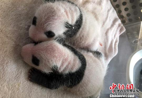 2017年全球首对圈养大熊猫双胞胎在成都诞生（图）